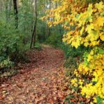 Företags allianser för en global marknad